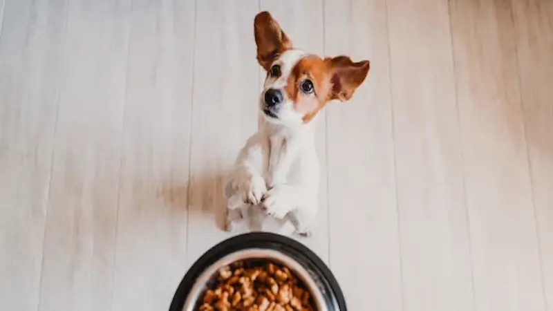 Top Veterinarians Reveal the Healthiest Dog Foods You Can Buy – Check Them Out!